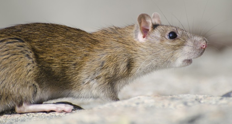 Des rats se baladent dans les rues de Bienne